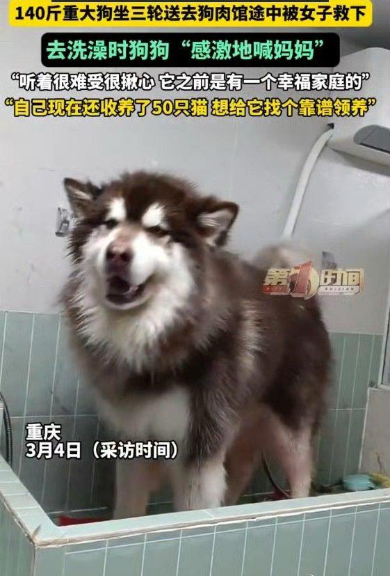 重庆的罗女士用600元，从即将被送往狗肉市场的路上，救下了一只140斤的阿拉斯加