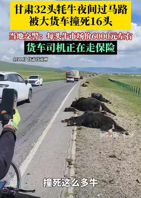 “太悲催了！”甘肃，男子凌晨开货车上路，突然前方出现一群黑影，他来不及刹车，一头