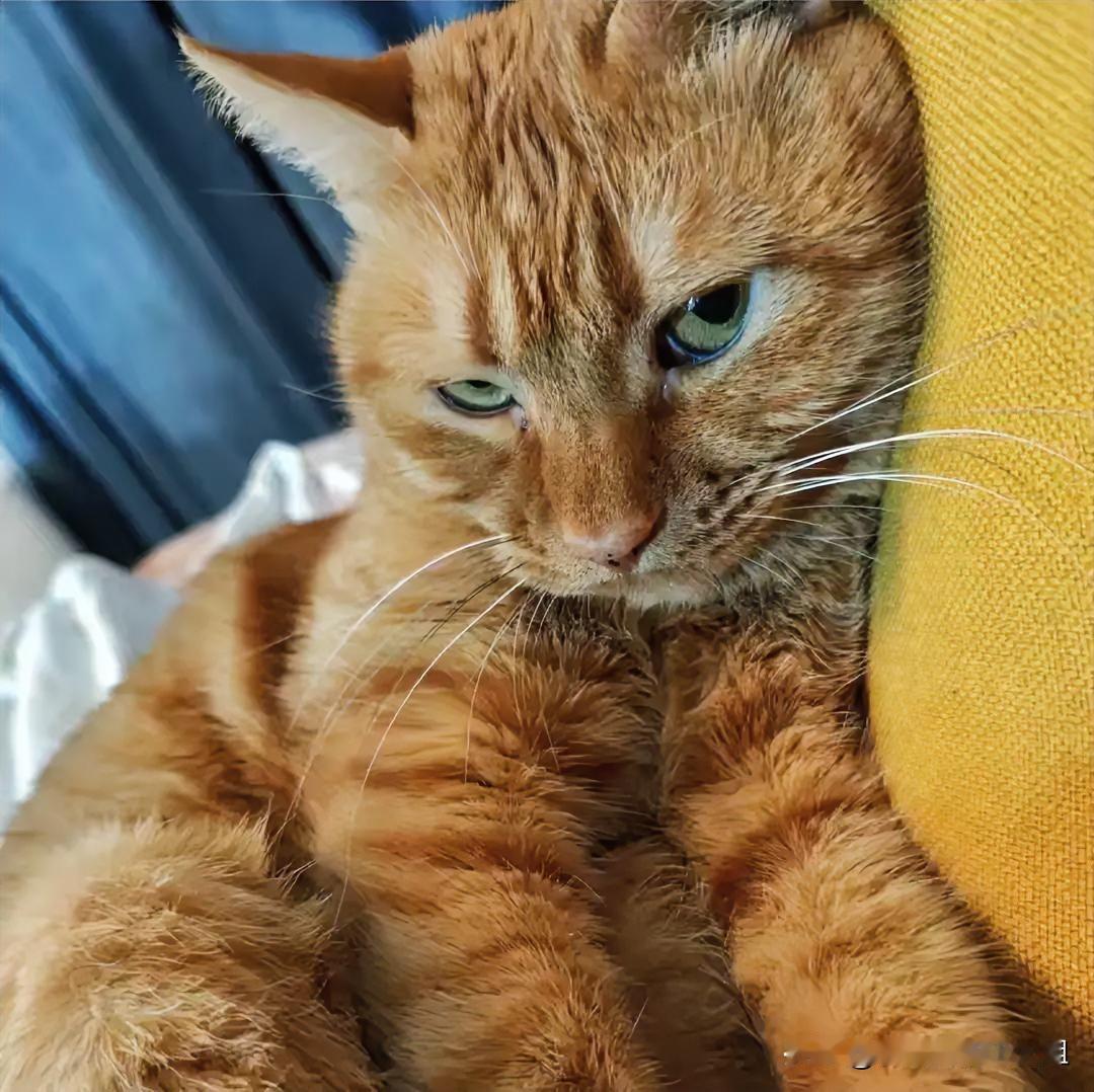 楼上一个邻居搬走了，把猫咪扔到了楼道里，猫咪在楼道叫了一天一夜，我看不下去，就抱