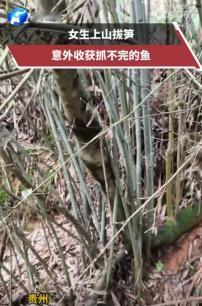 4月28日（发布）贵州，一名女子趁着天气晴好，独自上山拔笋，途中意外撞见一片因缺