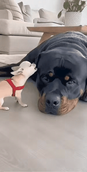 笑不活！小奶狗狂撩大狗反被丢垃圾桶，这波“嚣张翻车”太解气！谁懂啊！刷到个