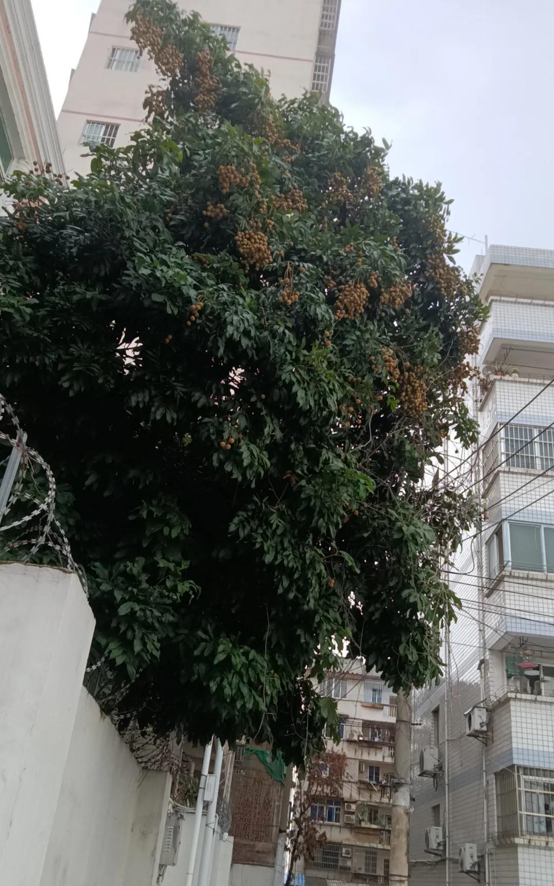 听说现在银行存款利率又下降了老妈听说银行利息又降了，嚷嚷着要把钱取出来，存到一
