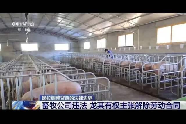 湖南永州，男子入职的时候，说好是去干电工，没想到一年后，公司竟要调他去养猪场当饲