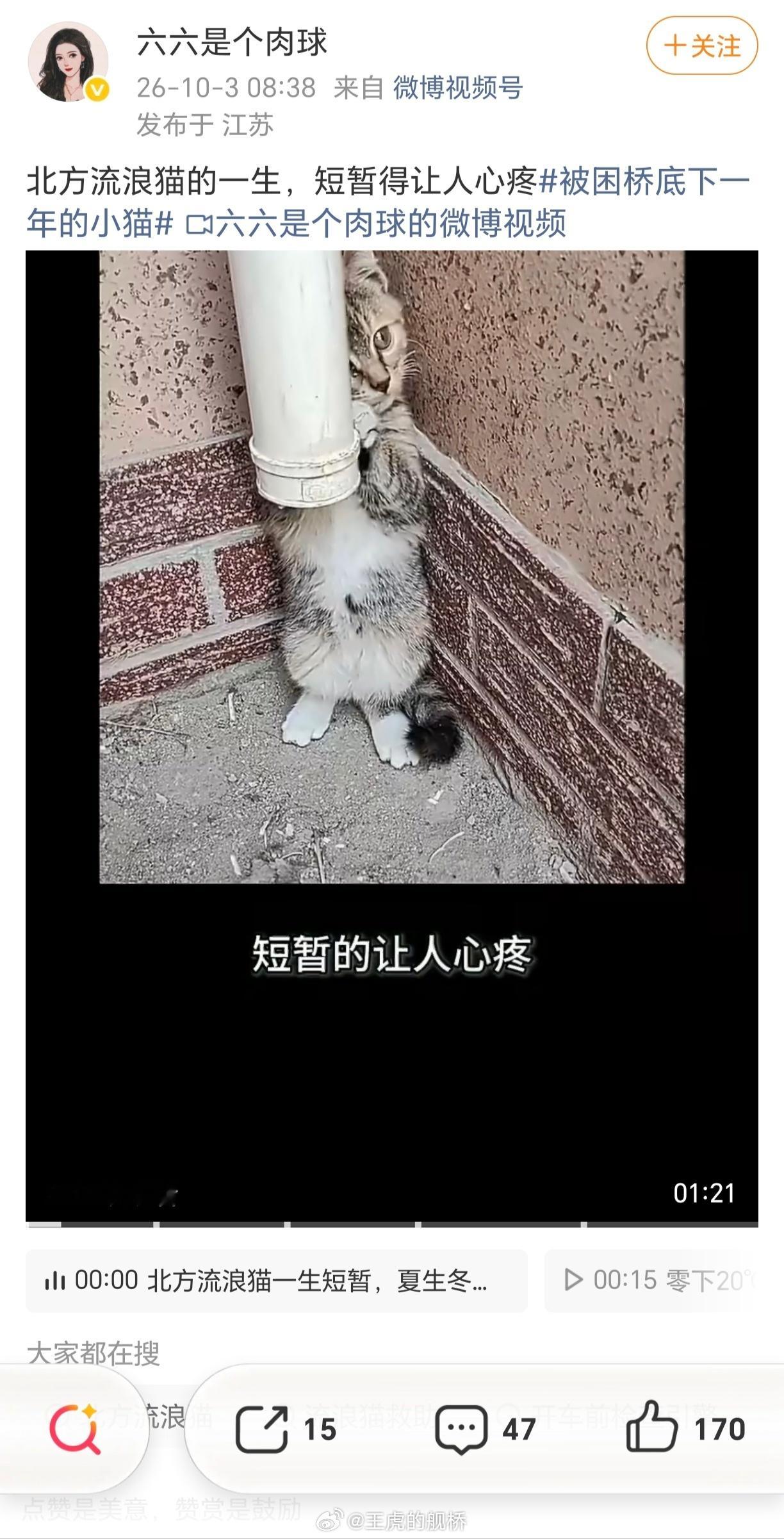 你说得对，那这些流浪猫是谁制造的呢？🐰​​​