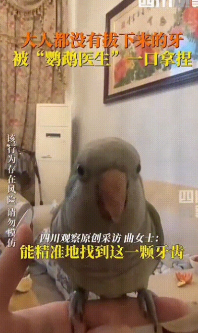 太神奇了！湖北武汉，一位小女孩正好到了换牙的时候，家里大人试了各种方法都没能成功
