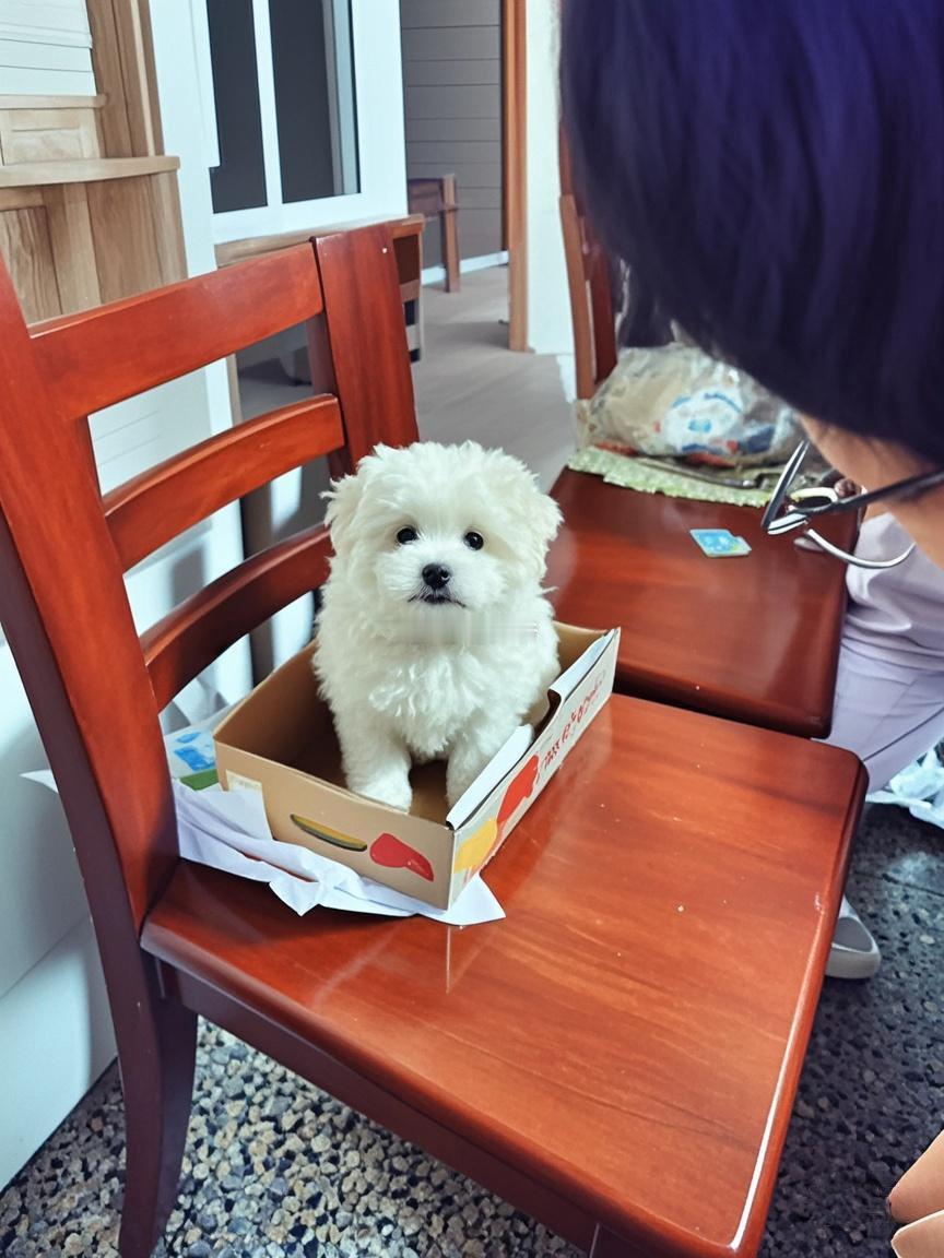 家里来了新成员——第2个“毛孩子”——多多。[捂脸哭]我们家养狗约法三章：出门必