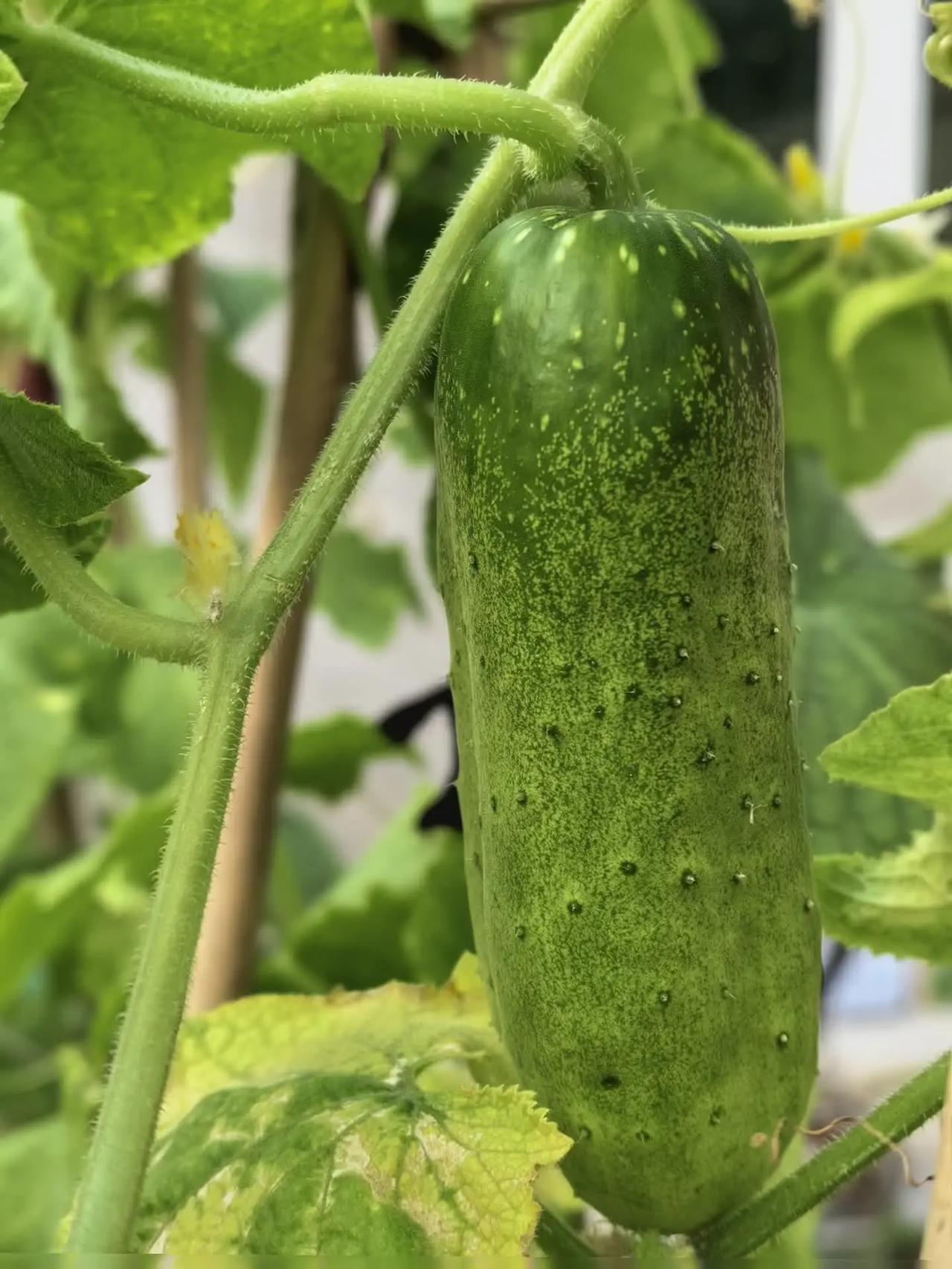 院子里种点菜，想吃啥就摘啥以后天天吃新鲜蔬菜。种瓜果蔬菜黄瓜结果期西红柿挂