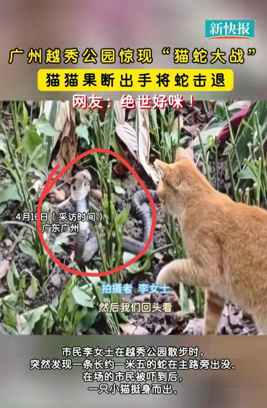谁能想到，吓懵一众路人的剧毒眼镜蛇，最后竟被一只小猫轻松拿捏！广州越秀