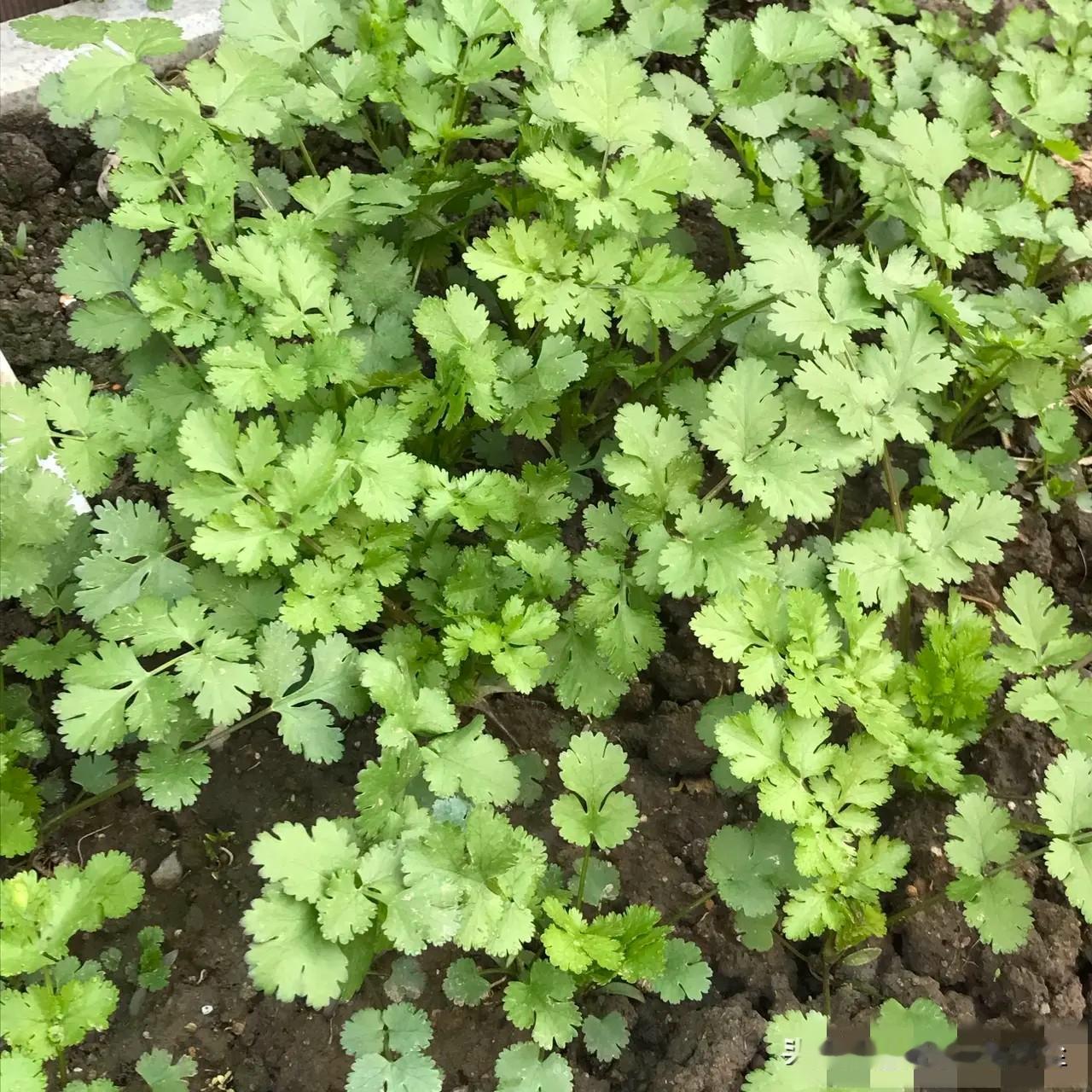 当然可以吃，而且还特别好吃！炒猪肝时，先把猪肝用淀粉抓几下，热油下锅爆炒至七