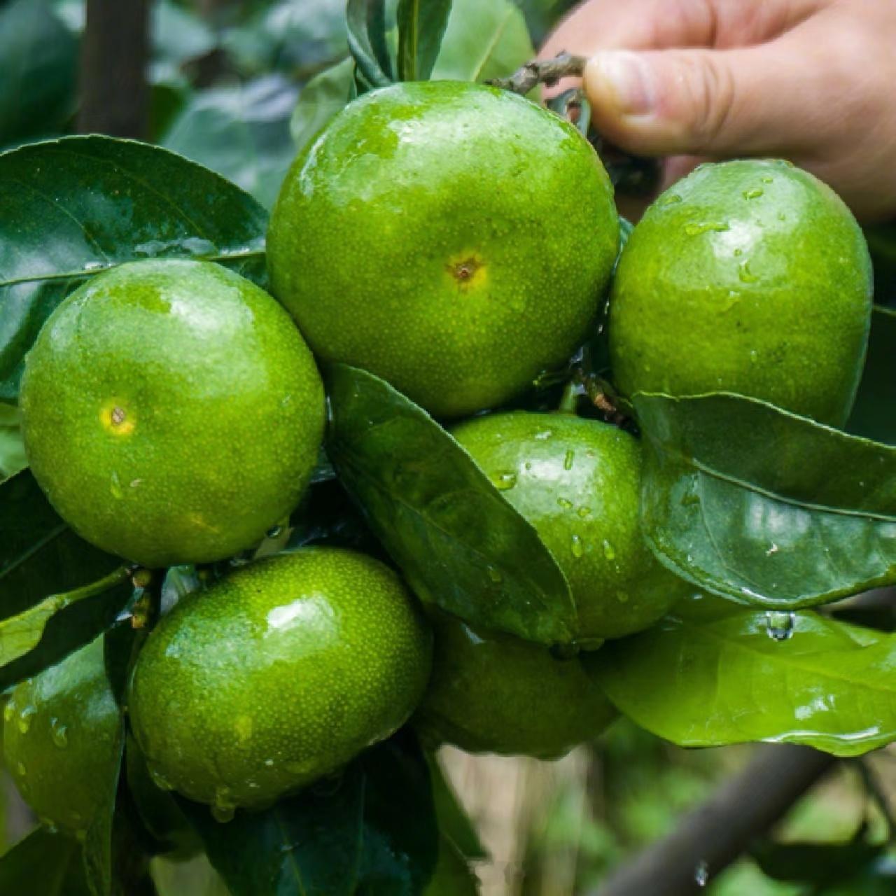 老式水果为何消失了这么多老式水果，你们都认识吗？图2应该没什么人知道吧？小时候家