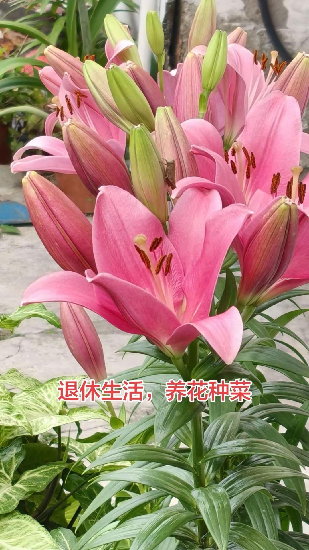 我的花草世界自家种植百合花草治愈一切