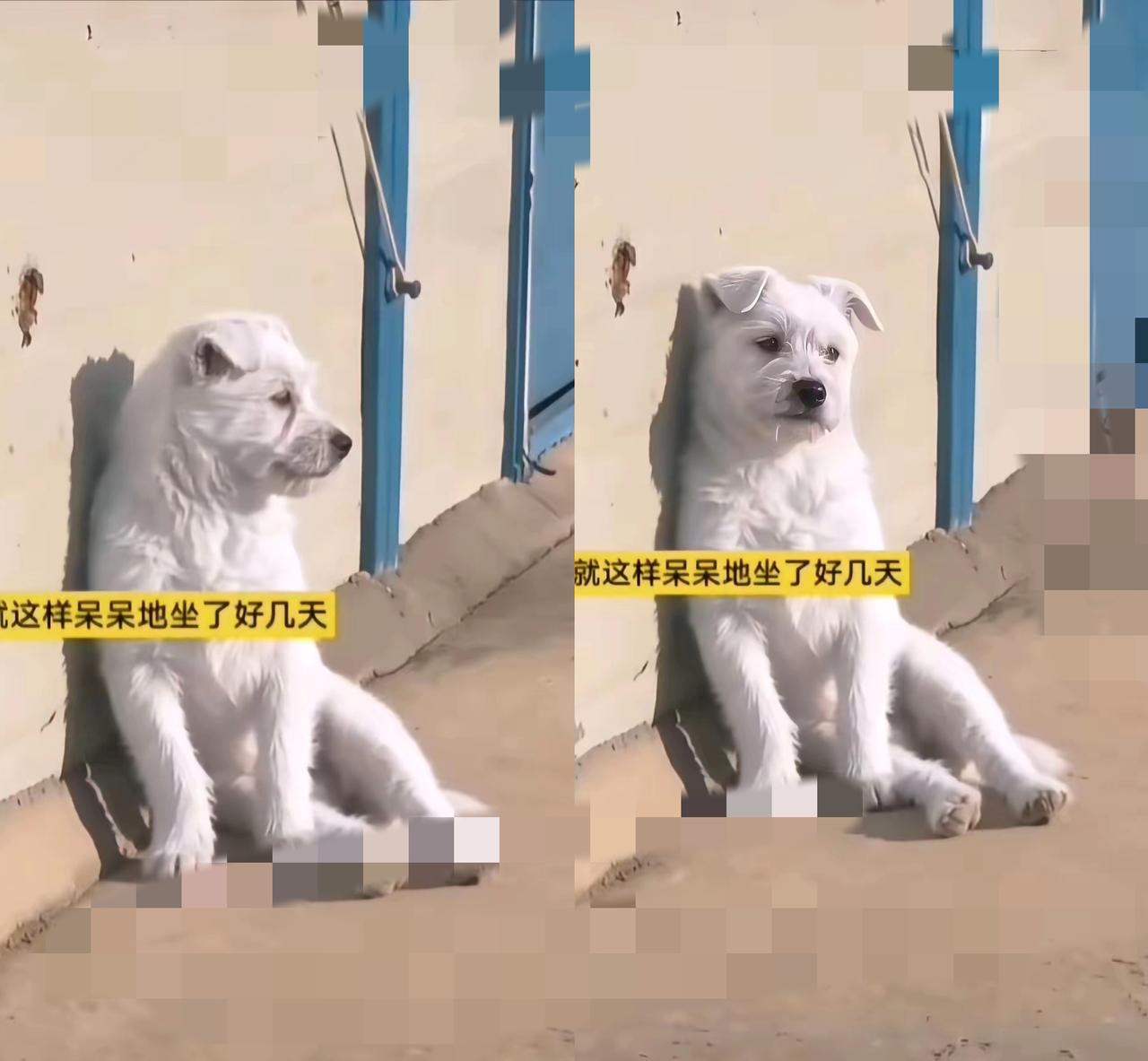 破防了！这只傻狗，用十天，把等待活成了一辈子！😭大学城老小区，一只黄白土