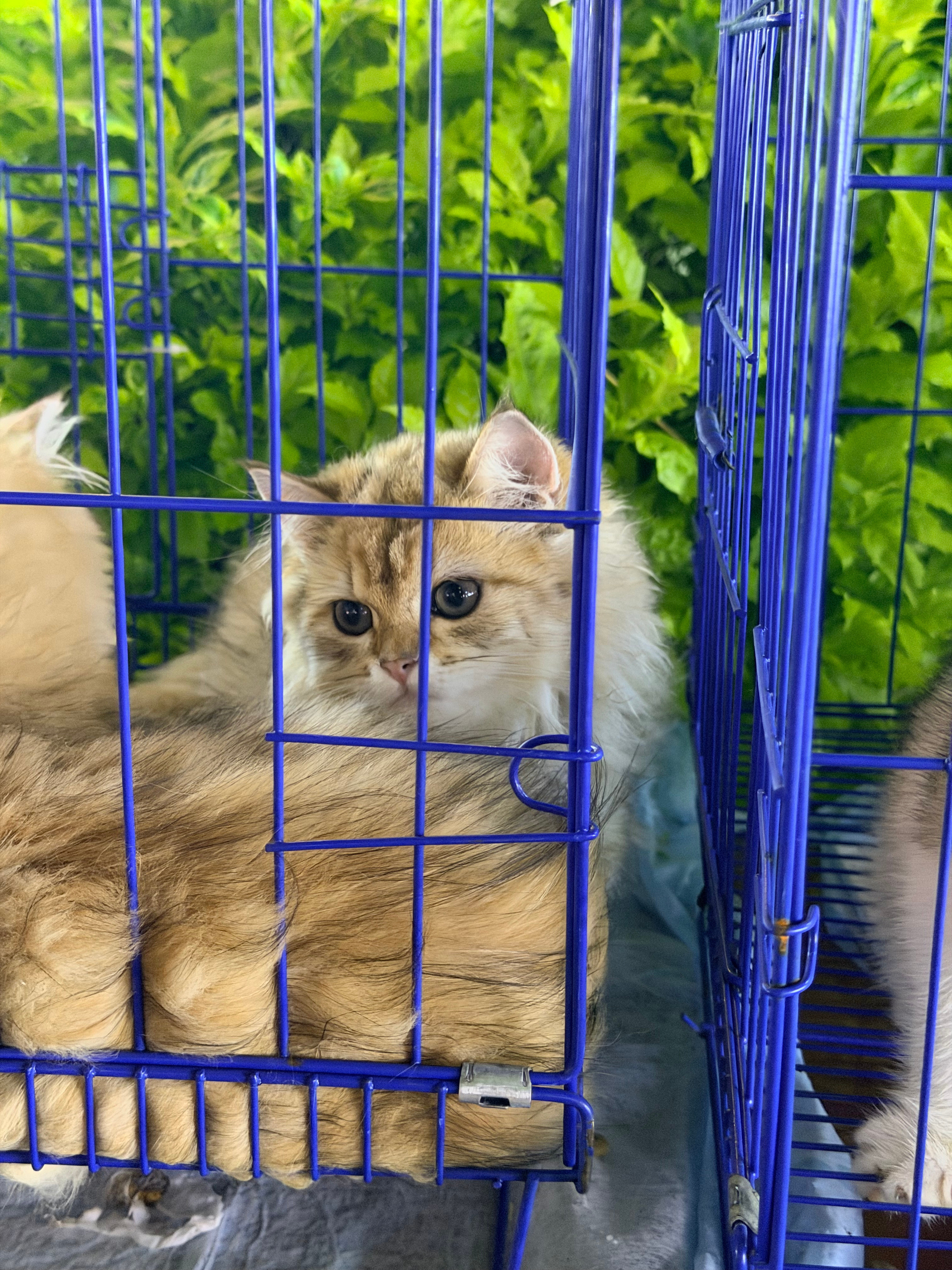 对这只小猫儿一见钟情了有点。。。。长得太漂亮了