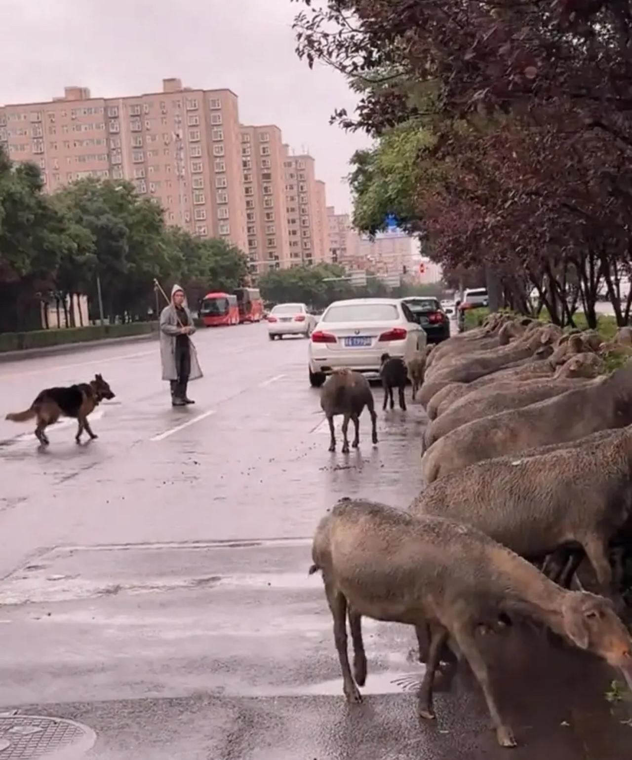 太原街头四五十只羊围啃绿化带，“羊啃绿化带”反映了城市化过程中传统生计与现代秩序