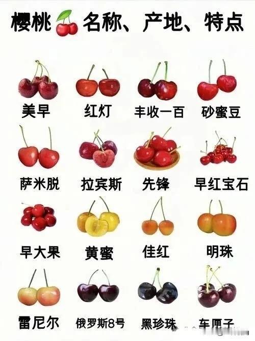 樱桃种类