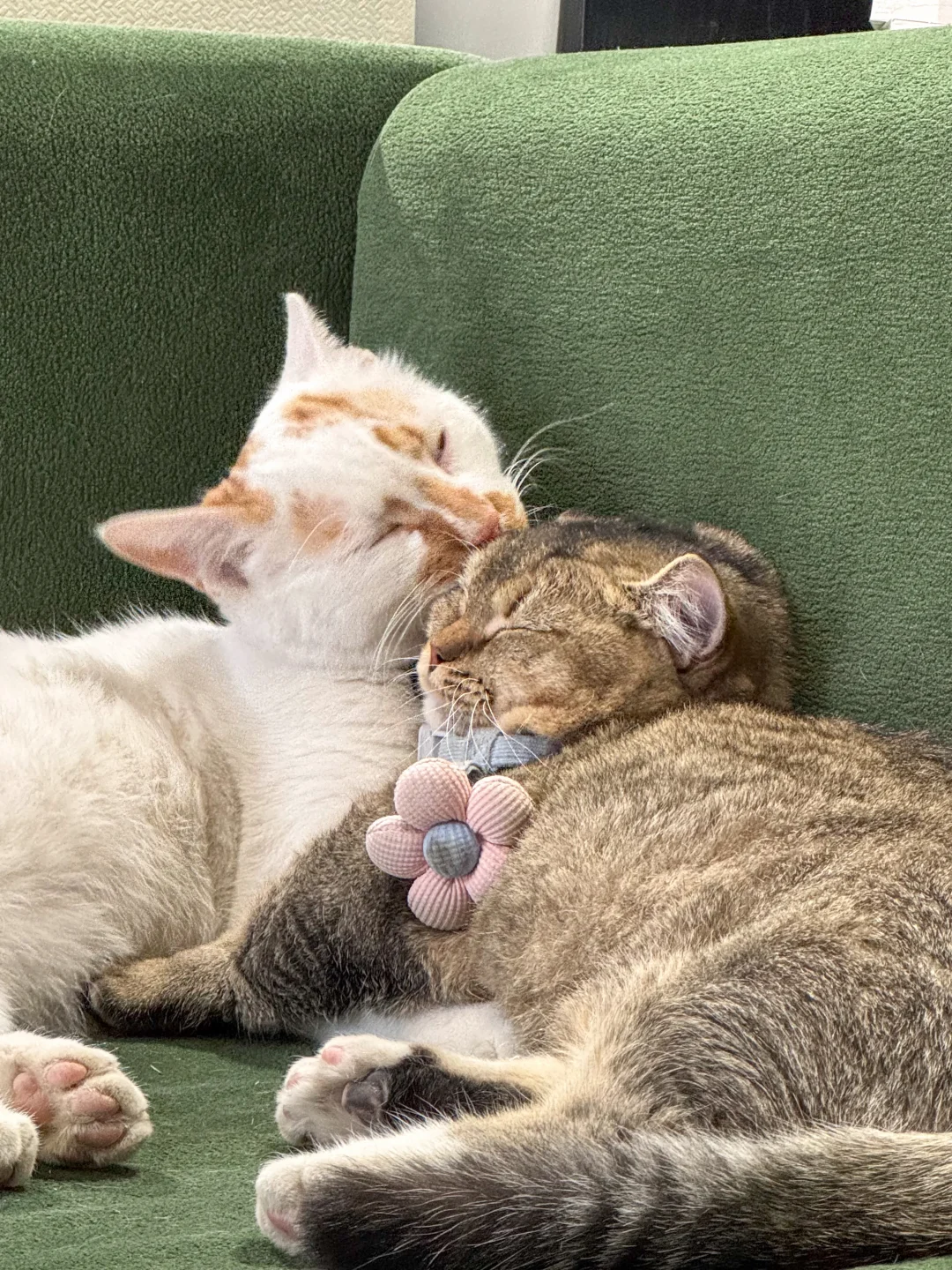 小猫咪也要过七夕