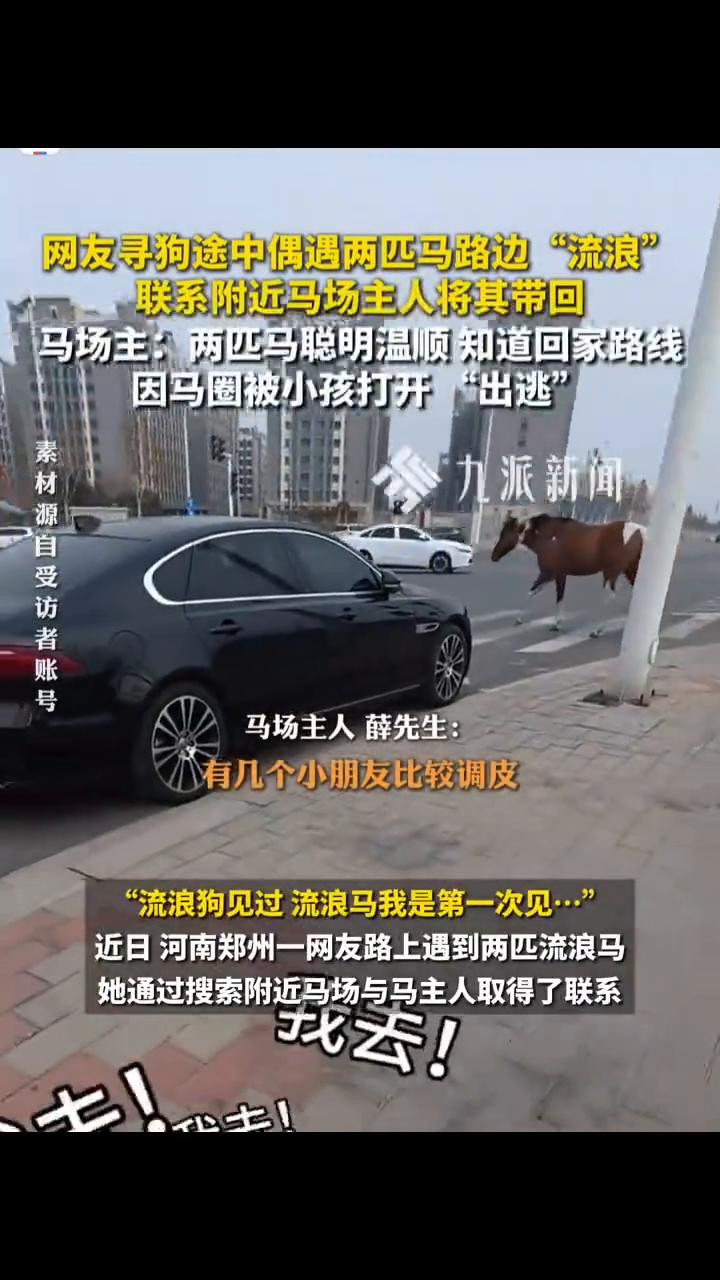 网友寻狗途中偶遇两匹马路边