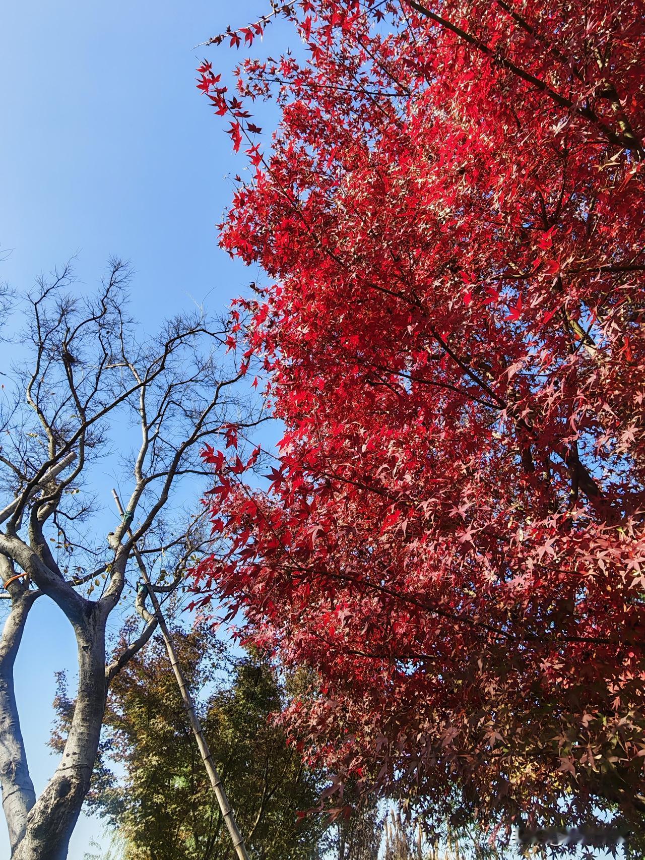 一个女同事，感冒一个星期了，甲流。发热，咳嗽，嗓子沙哑得非常厉害。说话很难受。