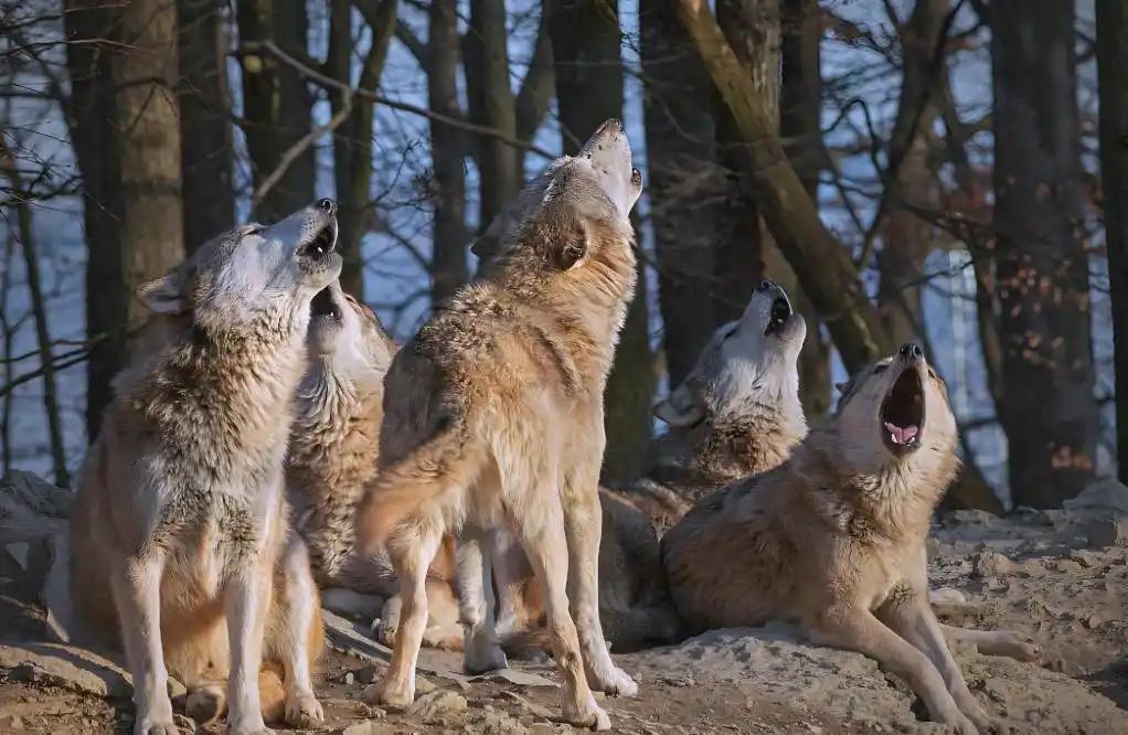 一个风雪夜，三只狼在羊圈外游荡了整整两个小时，最终悄悄退走。蒙古草原上的牧民