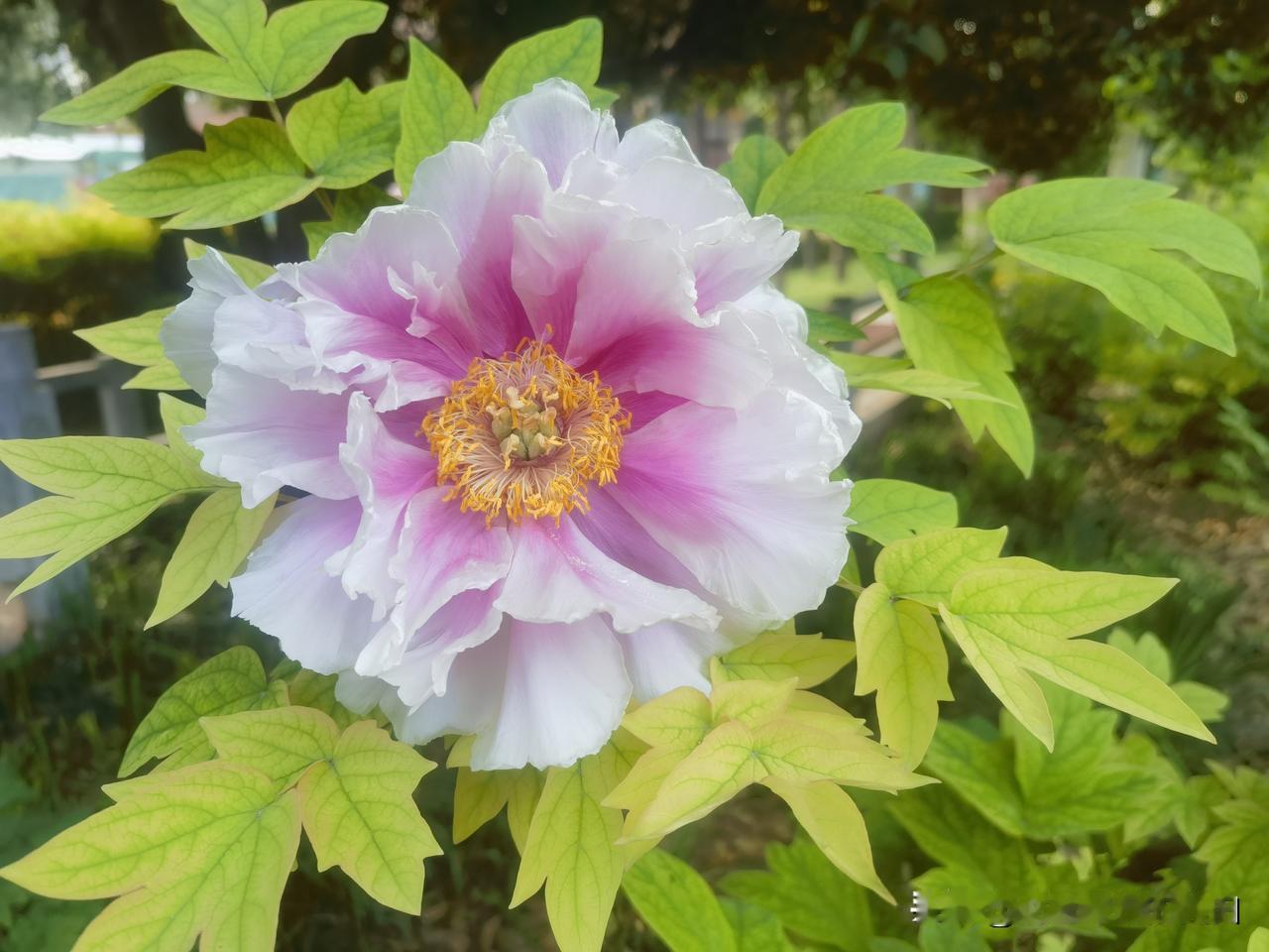 牡丹花美景图片分享洛阳牡丹文化节看牡丹，王城公园和中国国花园