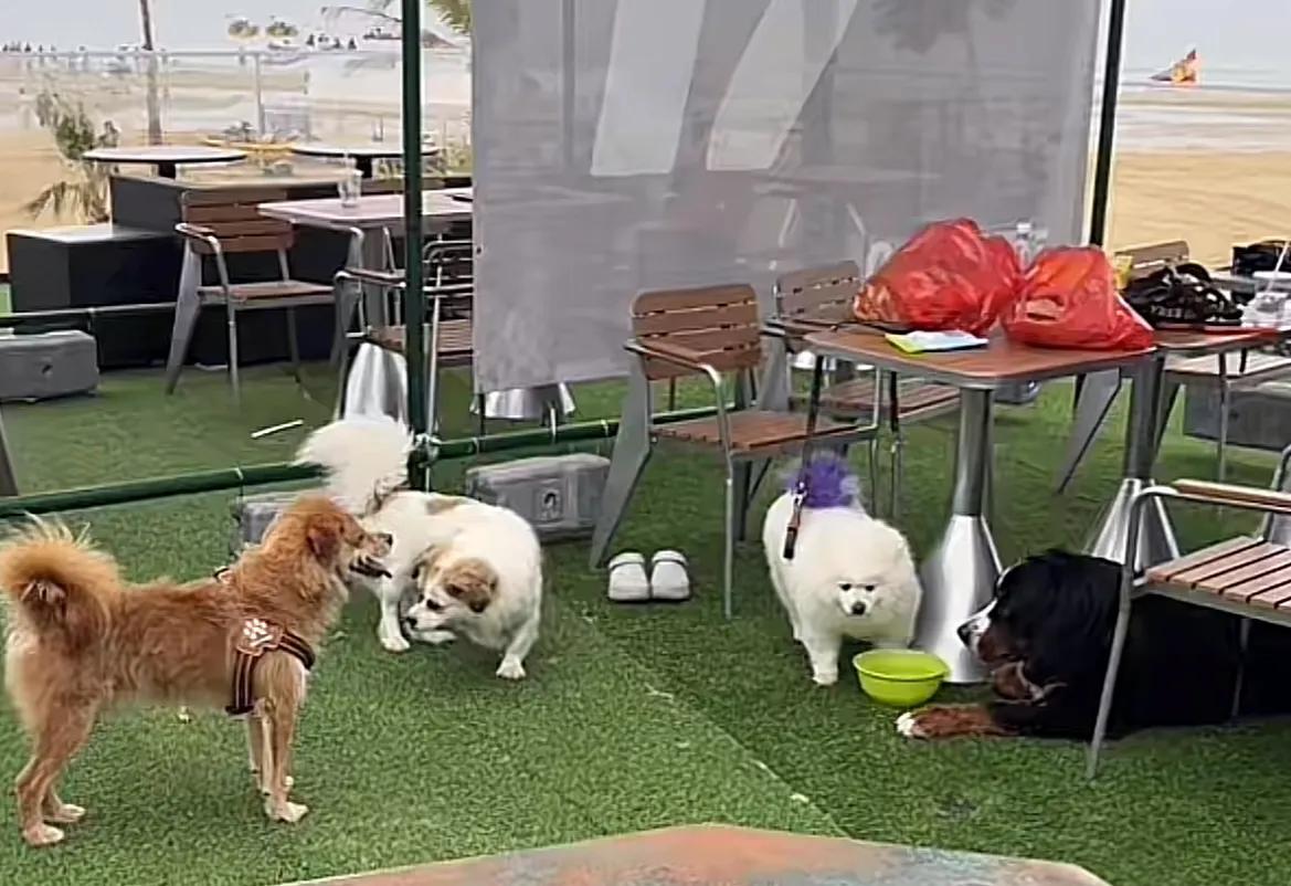刷到烟台身价5万的伯恩山犬啾啾和它的三位大哥直播，地点就在我去过的趣浪公园17咖