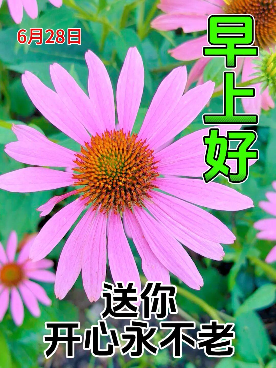 周日清晨纳吉祥，一周福气尽收藏；平安健康常相守，顺心如意绕身旁；闲享周末好时光，
