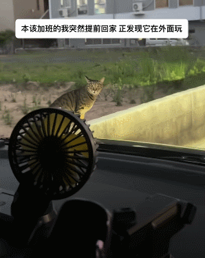 猫：你可以不回家，但不能提前回家​​​