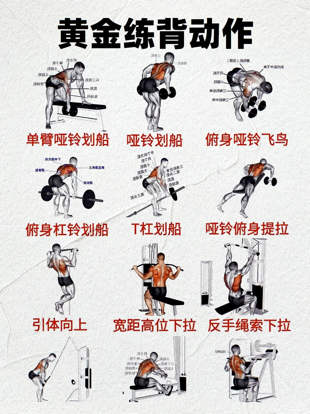 黄金练背动作！
