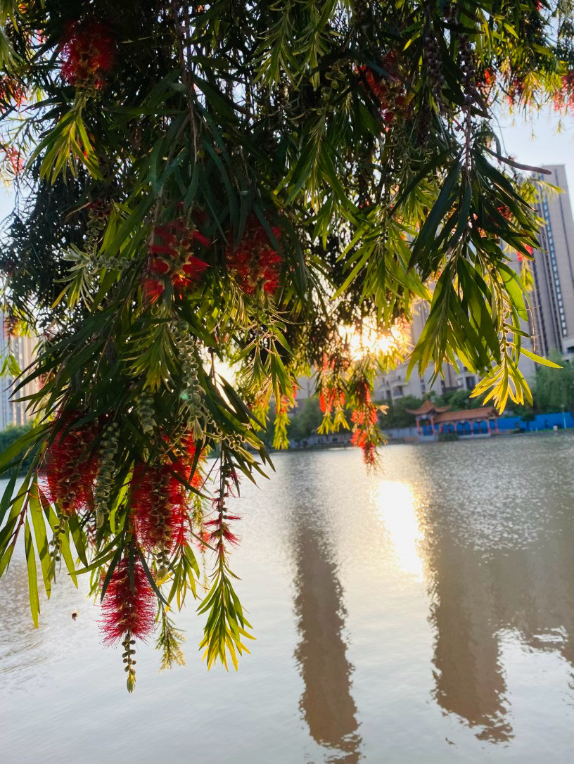 生活手记记录真实生活摄影摄影摄影落日镕金，晚风轻柔地拨开岁月的帘幕，将这株串钱