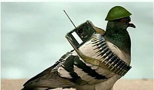 罗布泊一次核试验中，我国放飞50只军鸽，结果只回来45只。科研人员不知道的是，没