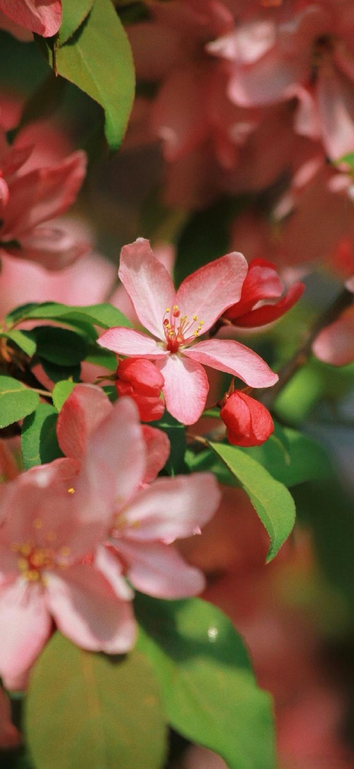 “风景壁纸”已送达，大家早安呀！赶在夏天来临之前colorwalk偶遇春天