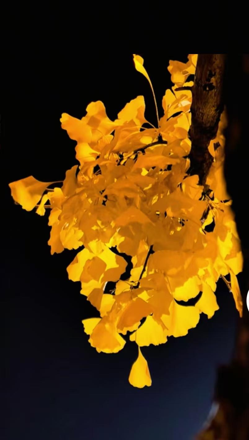 儿媳妇买了水果回家，婆婆却不吃，要等到儿媳妇给端过去，真是小心翼翼的有点过头。