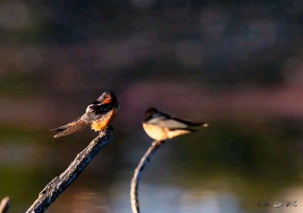 《道德经》有言：“以智治国，国之贼；不以智治国，国之福。”真正的智慧，从不是巧
