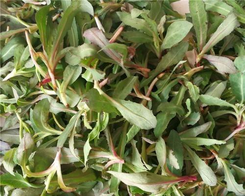 苦菜上市了，30一斤还是太贵。之前卖50，现在虽然降了点，但这价格吃野菜属