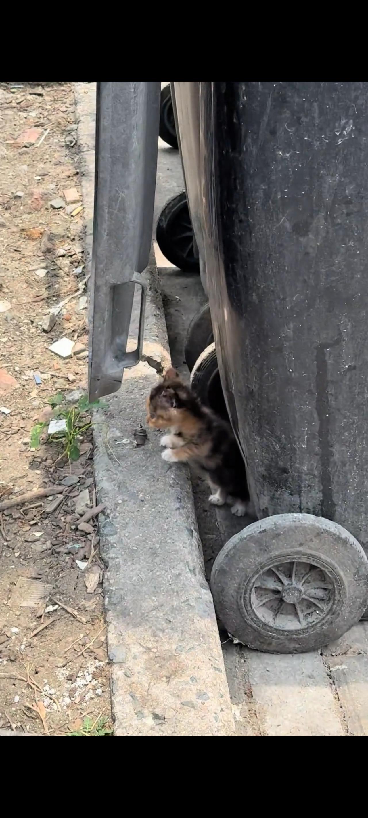 这只眼光清澈还带着一丝忧愁善感的小猫，即便被自己的主人丢弃在垃圾桶旁边，她也从来
