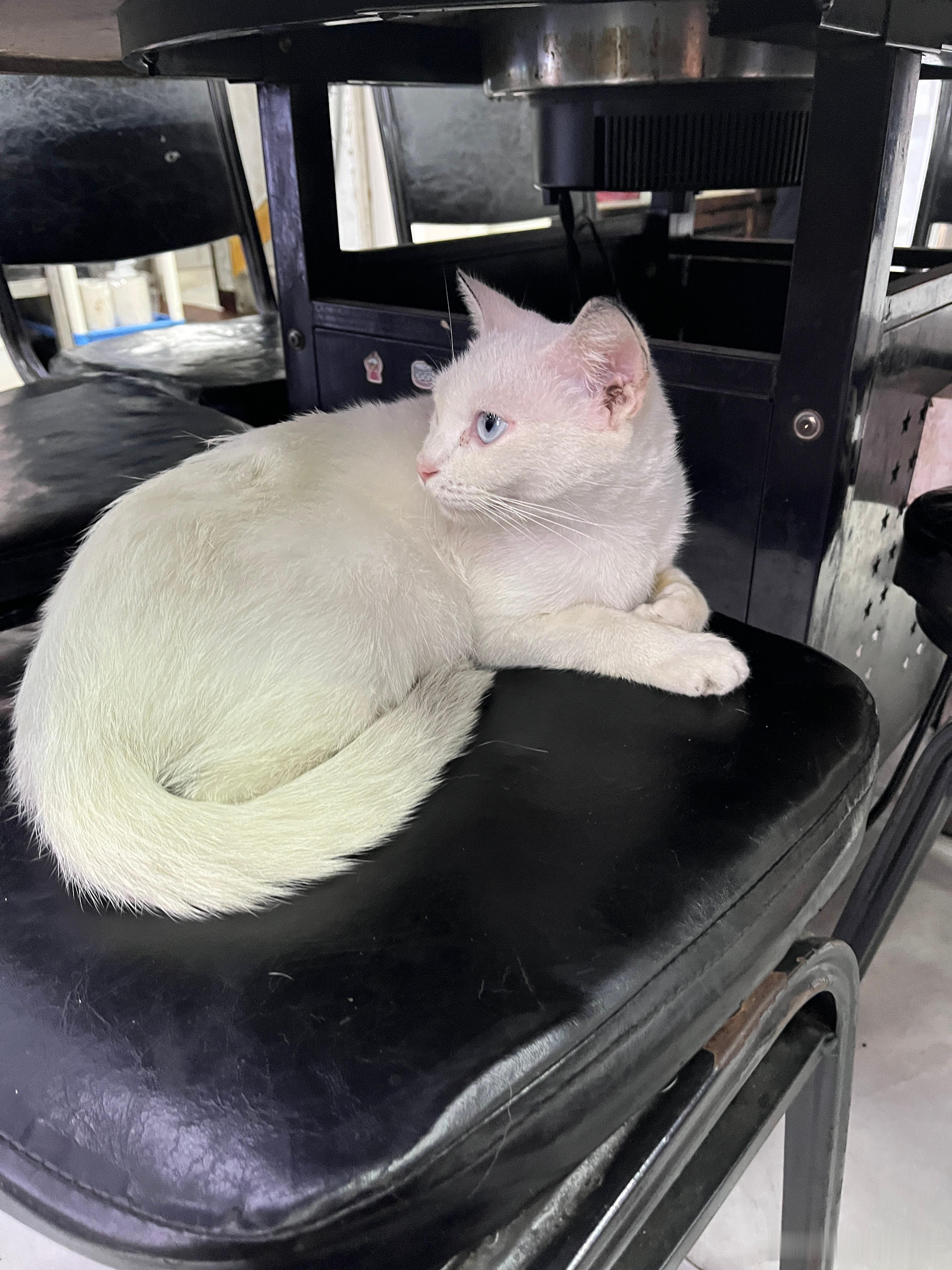 看到小小了，感觉瘦了好多，女儿还想亲它一下，看来小孩子对猫的可爱都抵挡不住。回家