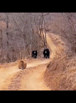 狭路相逢勇者胜，百兽之王的老虎果然是沉得住气，敌不动我不动，结果两只黑熊率先怂了