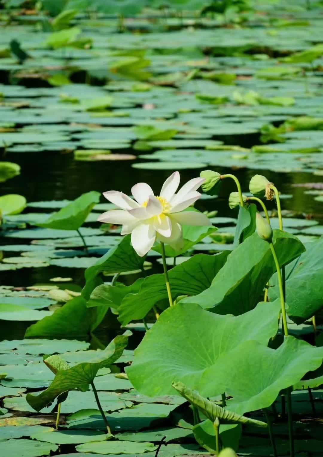 原生家庭的羁绊，真是让人又爱又恨。文章里那种父母的焦虑，简直是当代父母的真实