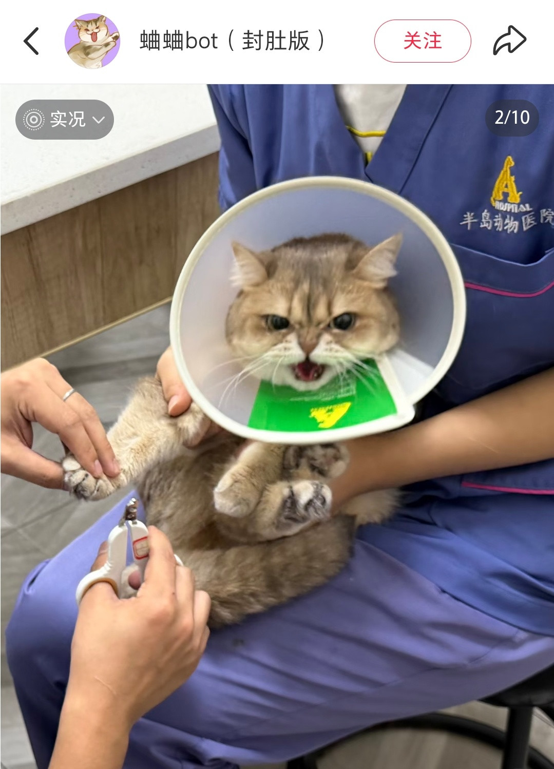 第一张到第二张，小猫咪马上无辜[捂脸哭]​​​