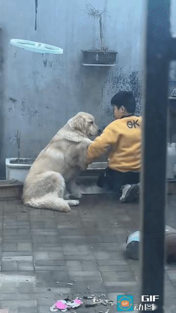 笑不活了！山东这只金毛简直把“哄人天花板”演活了，偏偏遇上油盐不进的小主人，画面