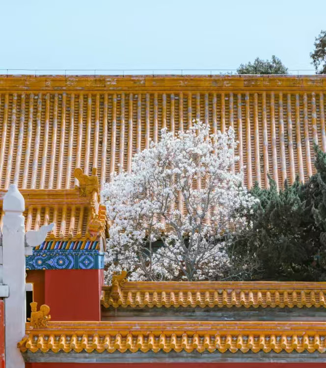 如何轻松接住北京春天在这里，有着属于春天的仪式感，不管是文化沉淀出来的历史感，