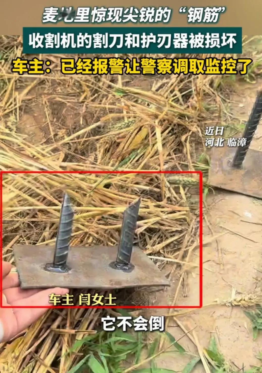 缺德！近日河北临漳，女子驾驶收割机割麦子，竟然在地里发现了几根尖锐的钢筋。并且钢