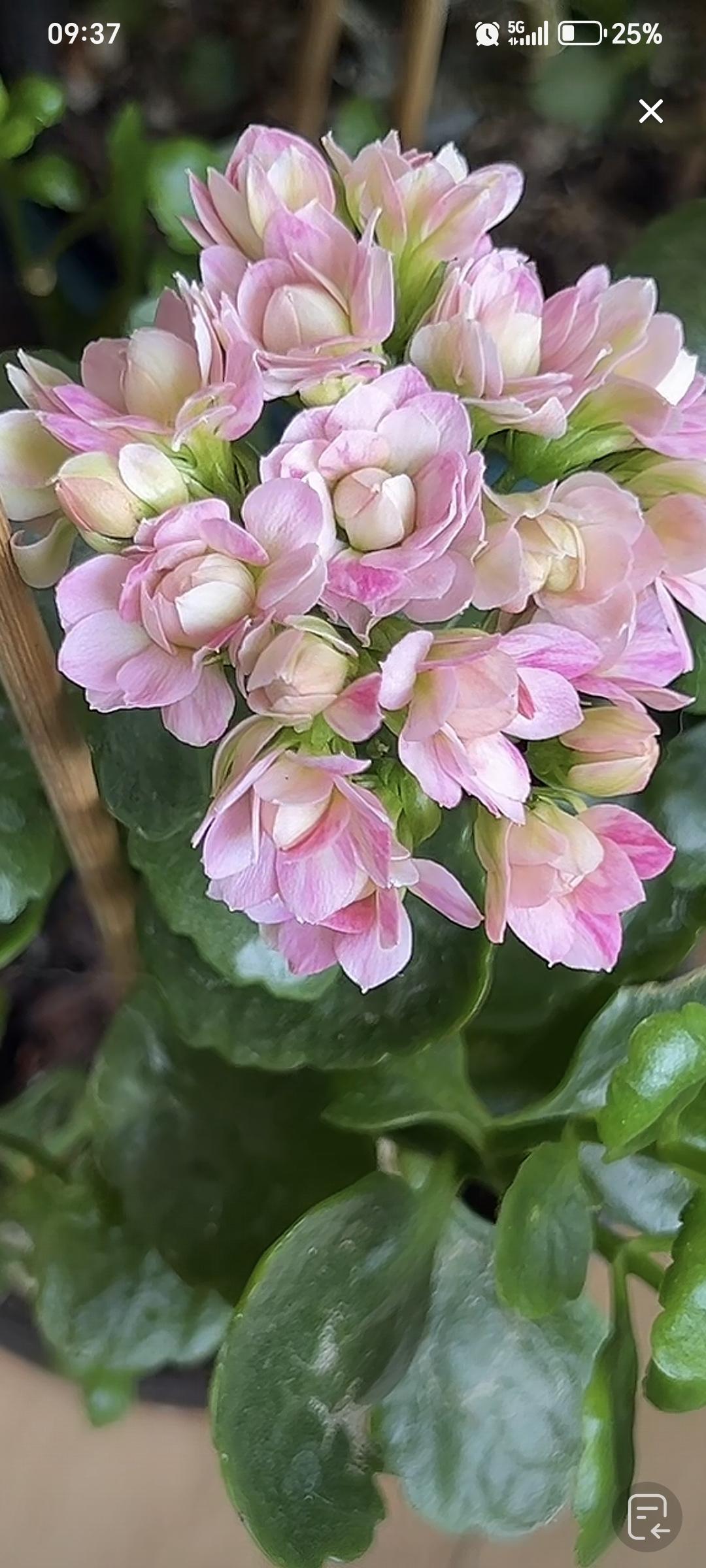 今天是5月2日，给大家看看，我养的粉巴黎长寿花，巴黎系列里的颜值担当。刚开花