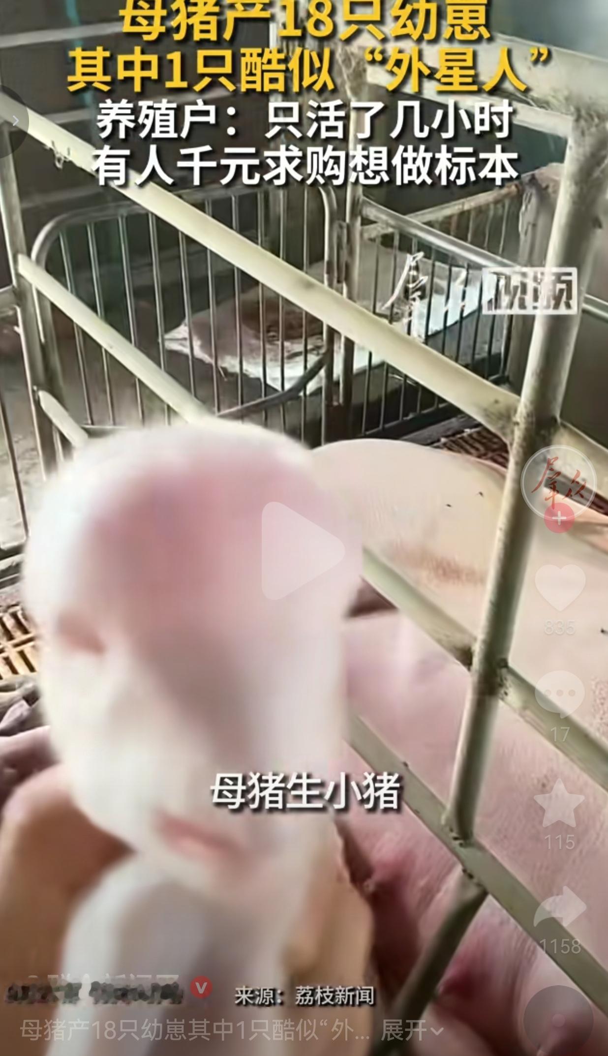河南驻马店，一养殖户王先生养猪快20年了，像这样的畸形仔猪，他这辈子只碰到过两次