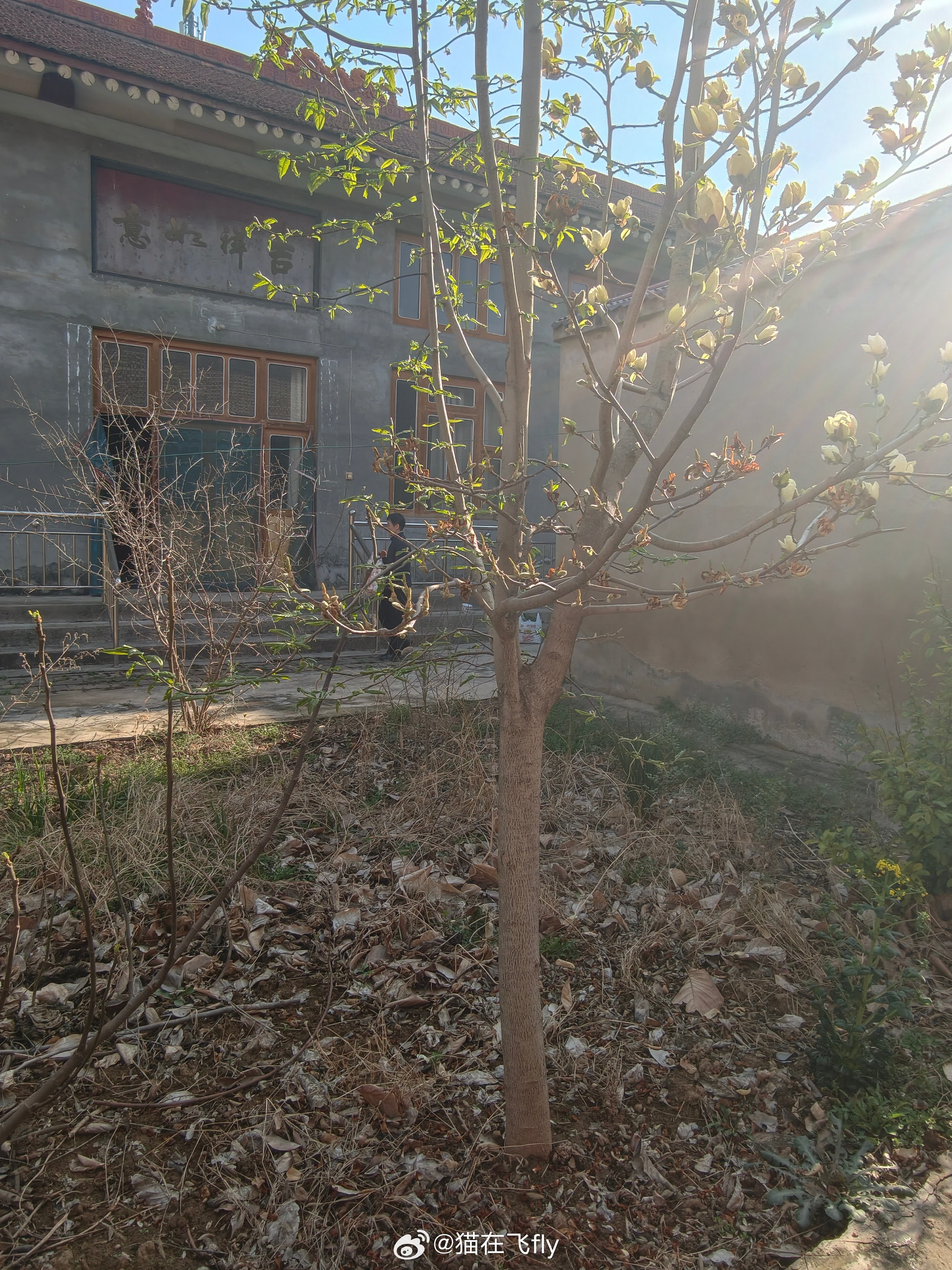 清明节回老家看到这株玉兰树长的还挺旺无花果树也出了芽但经常没人来就还是会感觉荒凉