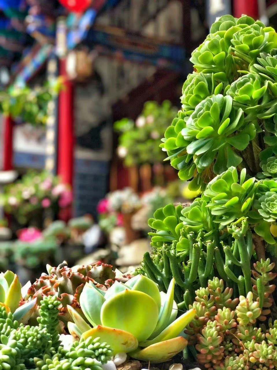 中国最美尼姑庵，不烧香只种花，看一眼就忍不住想出家。———大理·寂照庵