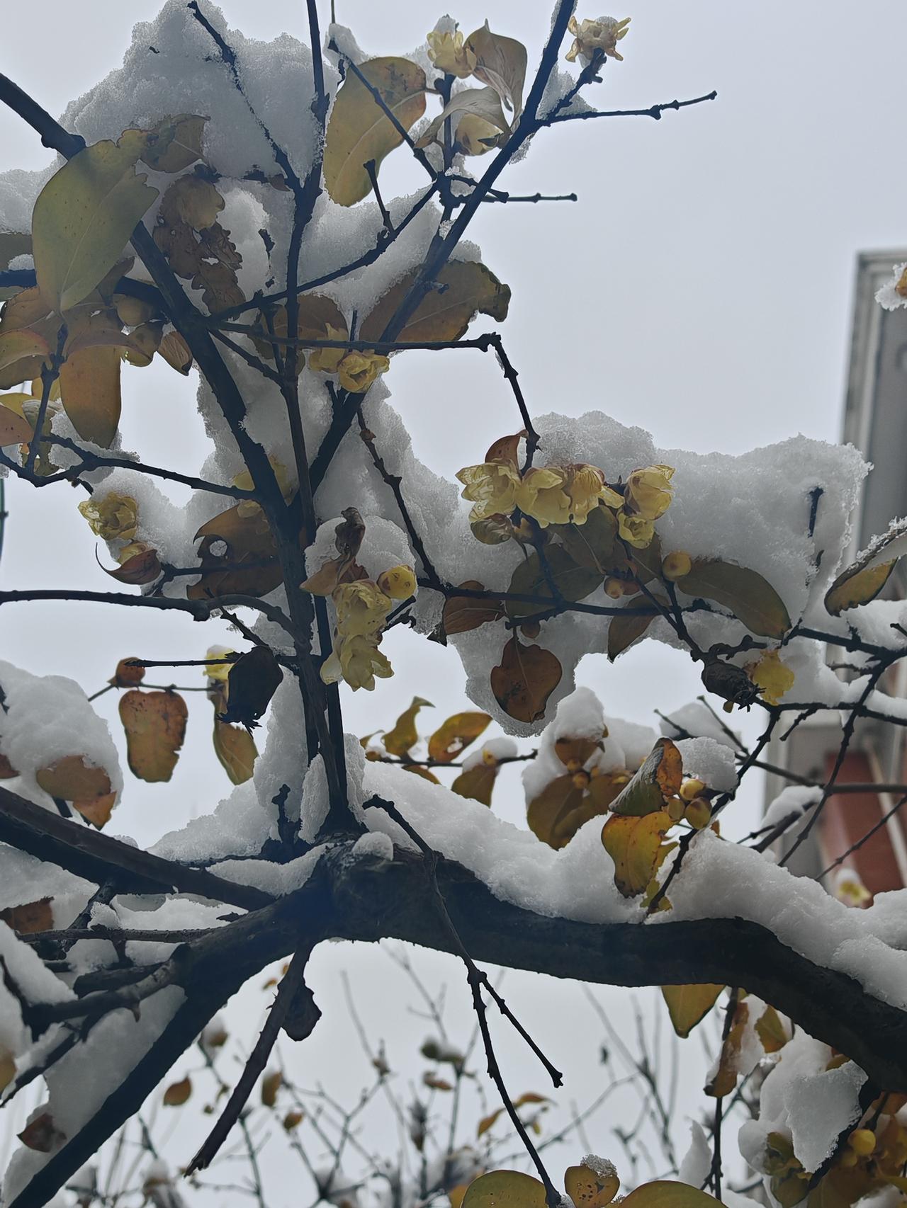 以前我一直以为腊梅是梅花的一种，后来才知道它们亲缘甚远。腊梅是蜡梅科落叶灌木，因