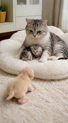 猫妈妈正温柔搂着自己的小奶猫享受温馨时光，一只无依无靠的小奶狗哼哼唧唧地凑过来，