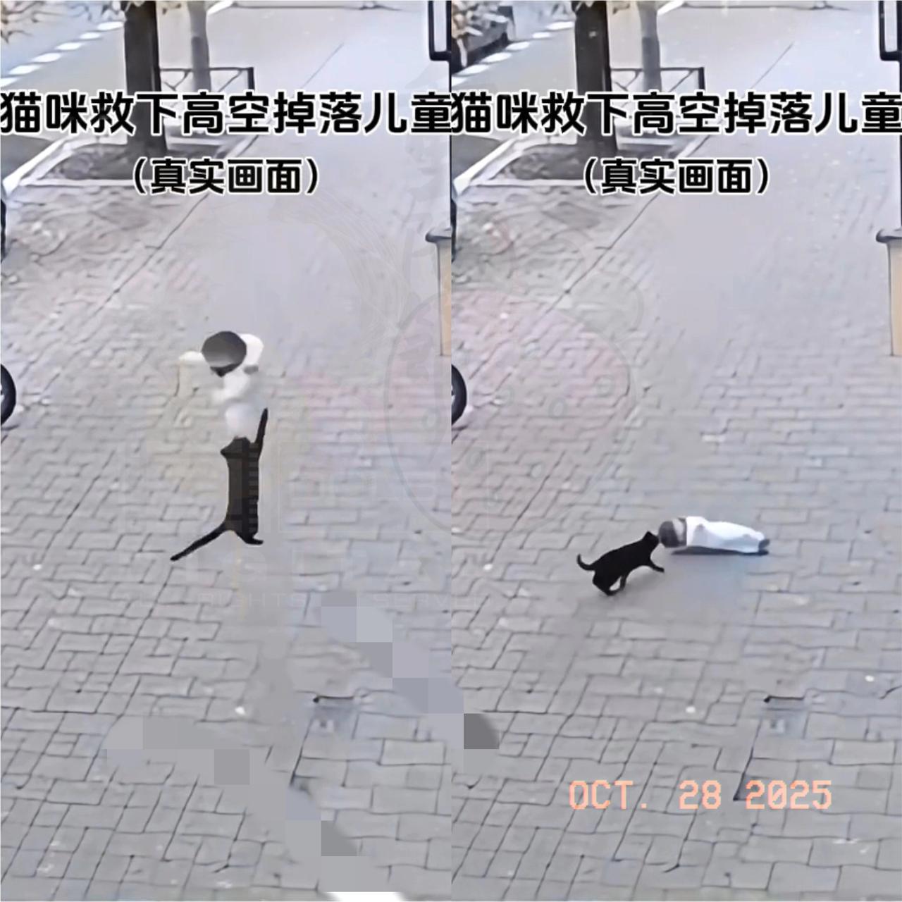 这只猫的纵身一跃,真的看哭了!谁能想到,婴儿从高楼坠落的生死瞬间,挺身而出的竟是