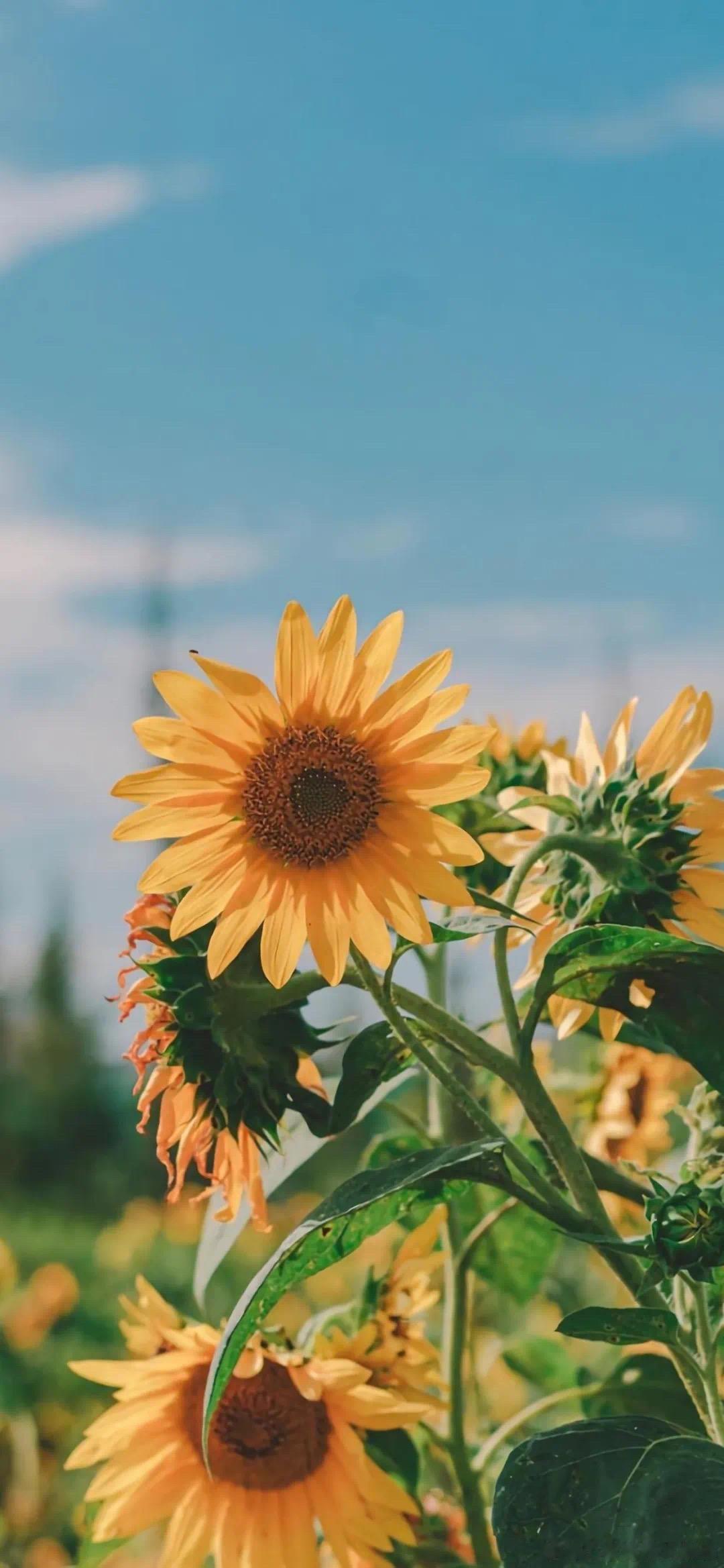 兔兔危机：2026年属兔人面临绞煞挑战🐰在2026年，属兔的小伙伴们将会遭遇绞
